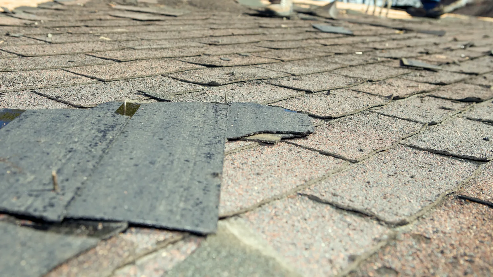 Weathered roofing under a folded-back torn shingle flap with nails exposed